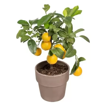 Цитрус Лайм Ред 