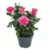 Роза патио Малиновая Регина
