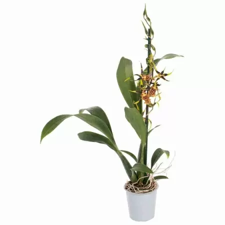 Камбрия Мистик Мейз 1 ст