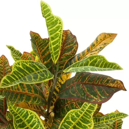 Кротон искусственное дерево