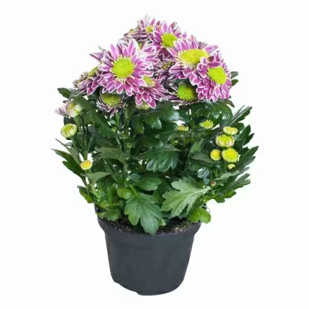 Хризантема Саба