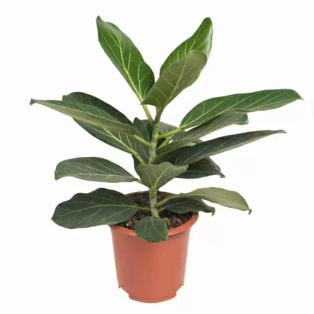 Фикус бенгальский 