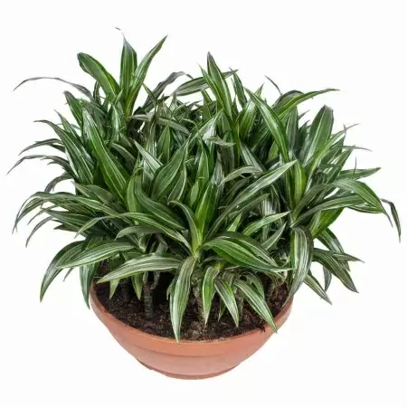 Драцена фрагранс Улиссус 21 ст в плошке