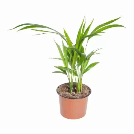 Пальма Арека 