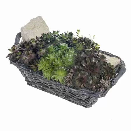 Эониум Арбореум  фото