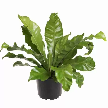 Асплениум Нидус