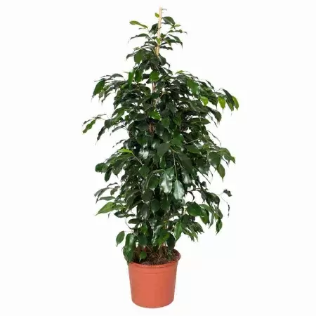 Фикус бенджамина Даниэль