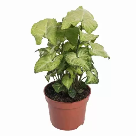 Сингониум Баттерфляй