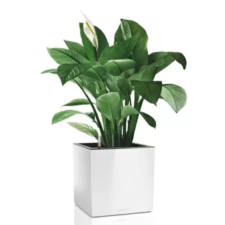 Кашпо Lechuza Canto Cube