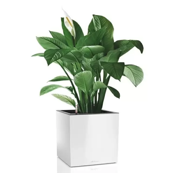 Кашпо Lechuza Canto Cube