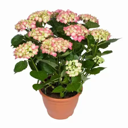 Гортензия Лейхфейер Гортензия Лейхфейер