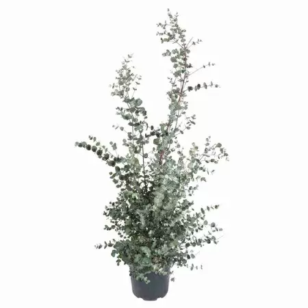 Эвкалипт Ганна фото