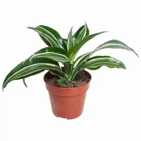 Драцена фрагранс Джейд Джевел