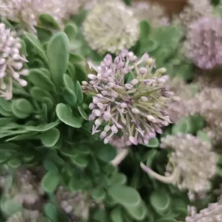 Клевер искусственный