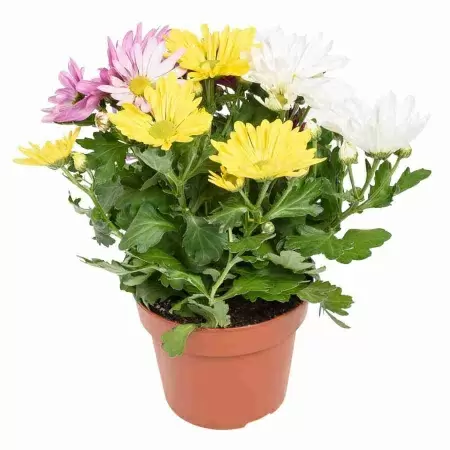 Хризантема Рок-Н-Ролл