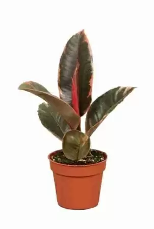 Фикус каучуконосный (эластика) Белиз