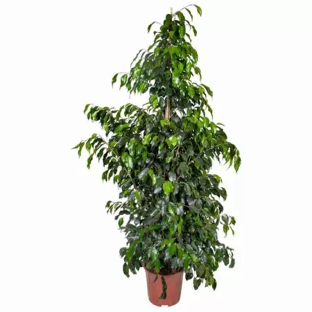 Фикус бенджамина Даниэль