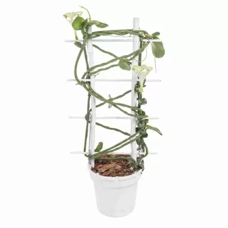 Церопегия Сандерсони на решетке