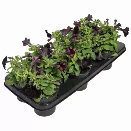 Петуния грандифлора Блэк