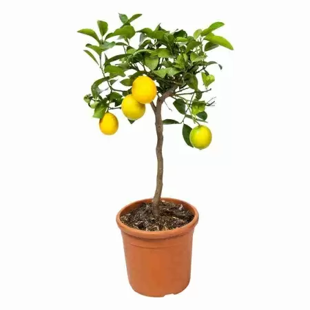 Лимон в горшке