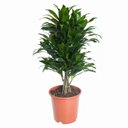 Драцена фрагранс Компакта разветвленная