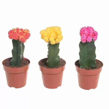 Гимнокалициум Микс