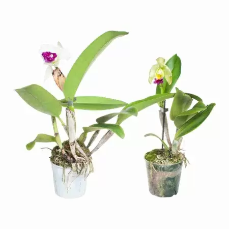 Каттлея  1 ст