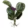 Калатея с корнями искусственная Калатея с корнями искусственная