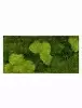 Панно из стабилизированного мха Moss painting Stiel L