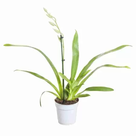 Мильтония Александр 1 ст