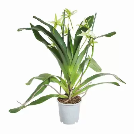 Ангрекум Вейтча 2 ст