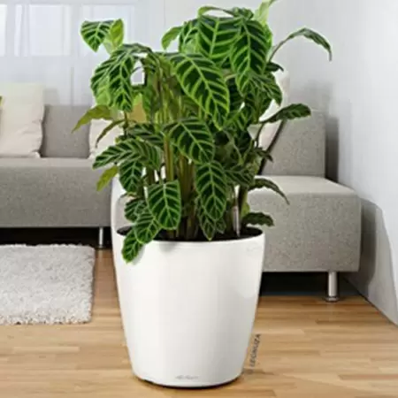 Кашпо Lechuza Classico LS