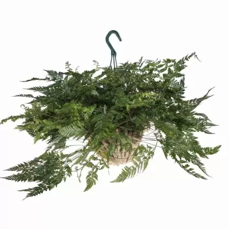 Даваллия ампельная