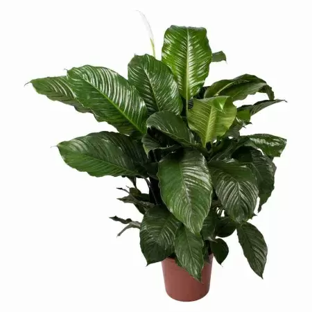 Спатифиллум Алфетта