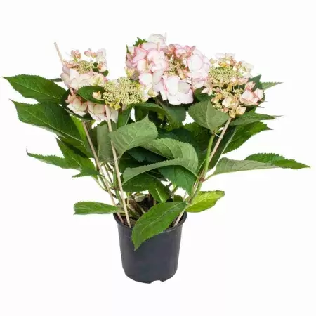 Гортензия Ховария Лав Ю Кисс