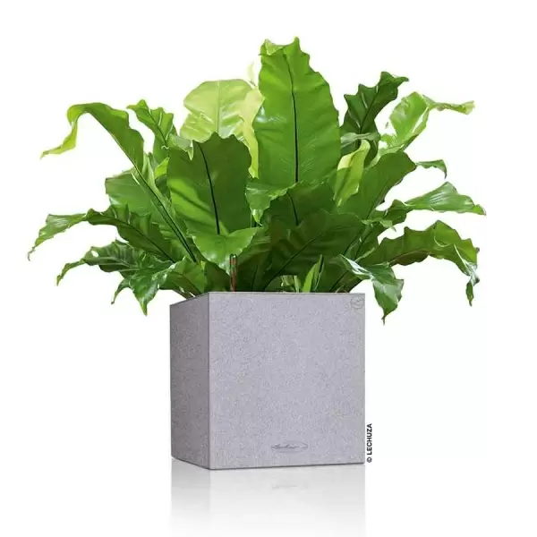 Кашпо Lechuza Canto Stone low