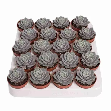 Эхеверия Лола