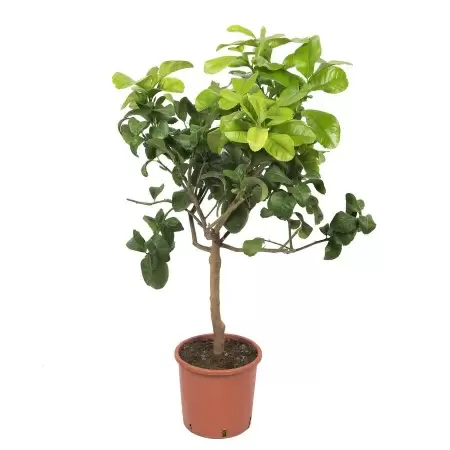 Цитрус Бергамот штамб Цитрус Бергамот штамб