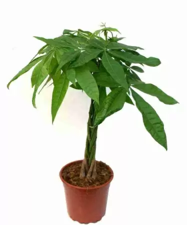 Пахира Акватика 5 ст фото