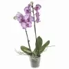 Фаленопсис Лиловый 