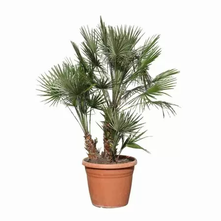 Хамеропс Приземистый Многоствольный