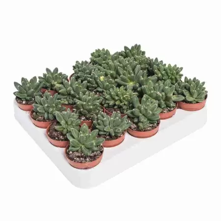 Эхеверия Блэк Принц