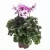 Цикламен Бахромчатый микс