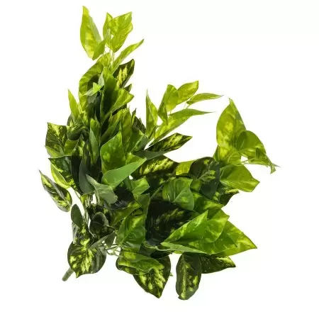 Сциндапсус искусственный