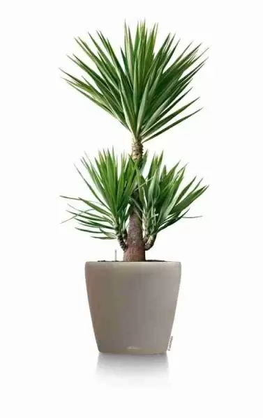 Кашпо Lechuza Classico Color