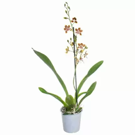 Камбрия Джангл Монарх 1 ст