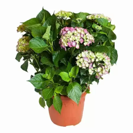 Гортензия Биколор розовая