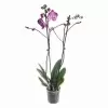 Фаленопсис Дип Пёрпл 2 ст