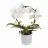 Фаленопсис Белый каскад 1 ст