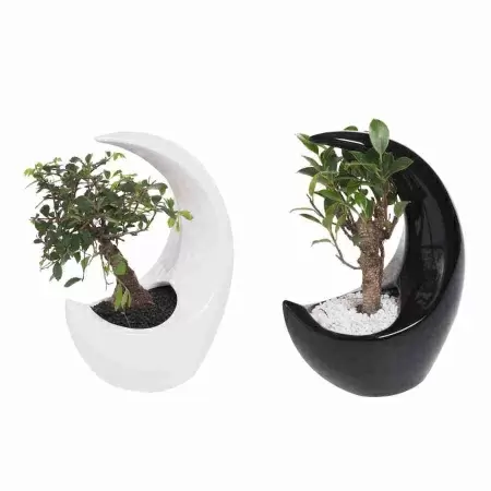 Бонсай Дзелька